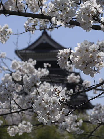 松本城の桜