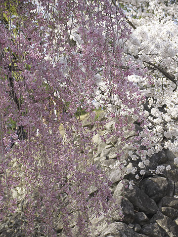 懐古園の桜