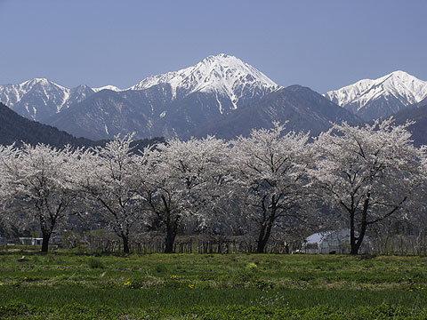 安曇野・堀金村の桜並木