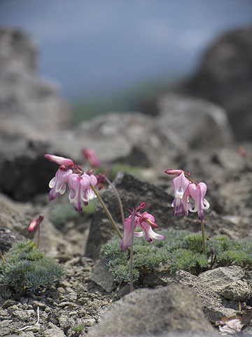 池の平湿原の駒草