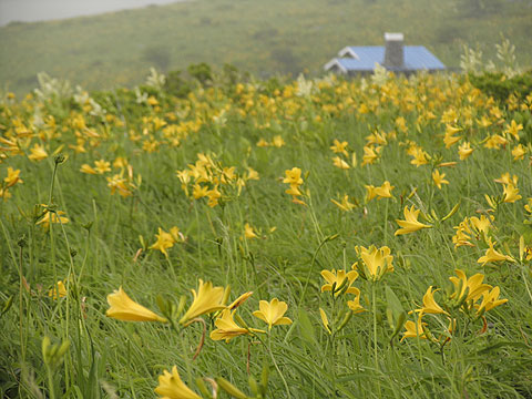 霧ヶ峰の日光黄菅