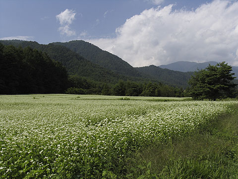 堀金村の蕎麦の花