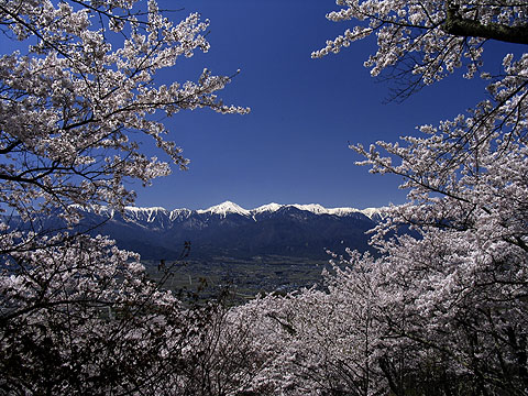 光城山の桜