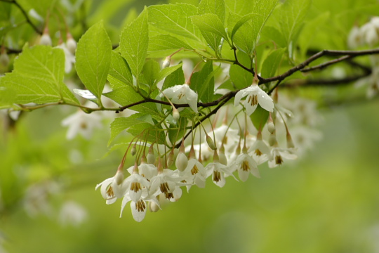 えごの木の花