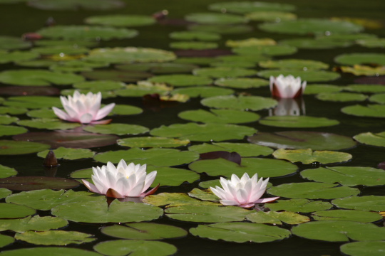 室山池の睡蓮の花