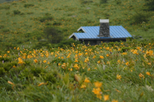 霧ヶ峰の日光黄菅