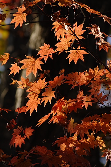 青木湖畔の紅葉