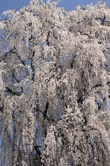 田多井観音堂跡の枝垂れ桜